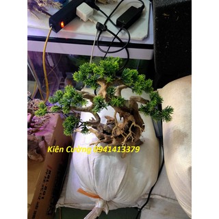 Cây gỗ lũa thủy sinh dùng cho bể cá cảnh, gỗ lúa cao cấp