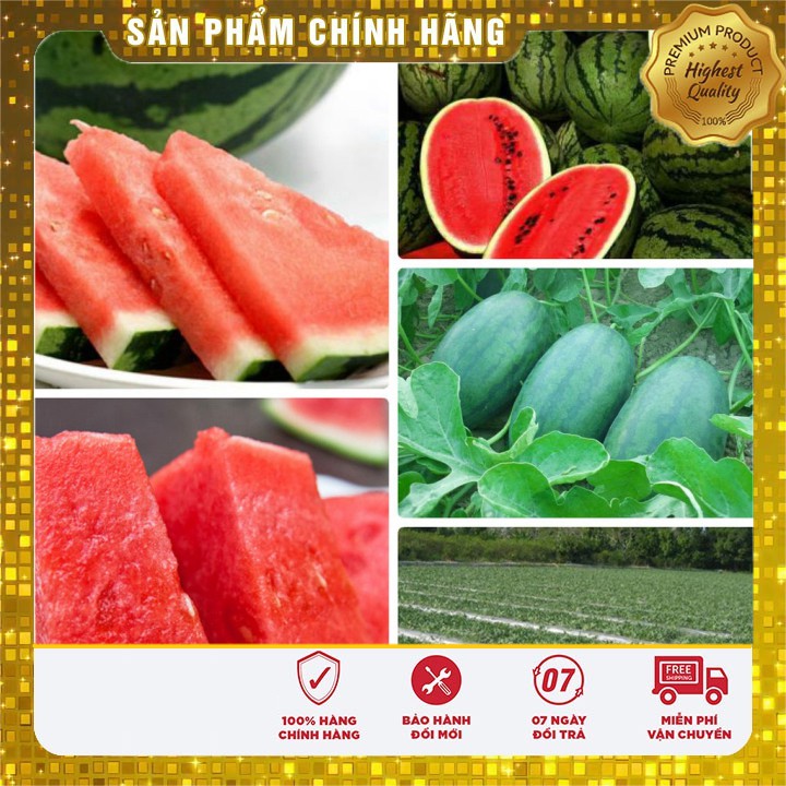 Hạt giống Dưa hấu cao sản năng suất