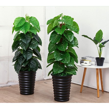 Cây Trầu Bà Giả Kèm Chậu
