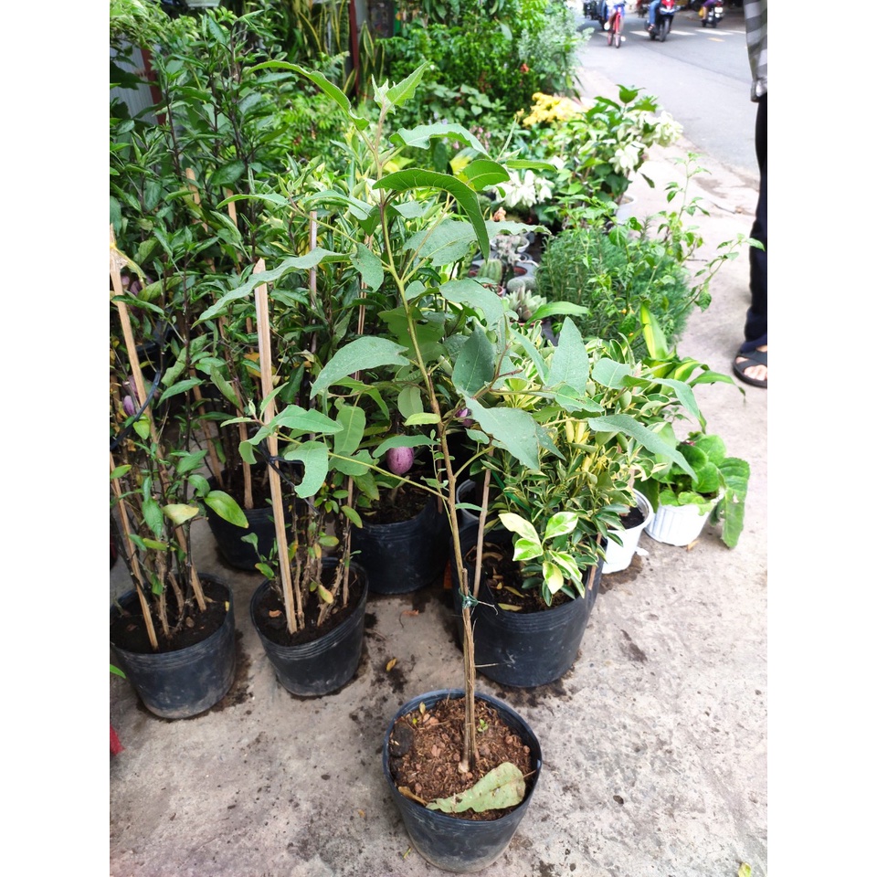 Cây Bạch Đàn Chanh cao khoảng 35-150cm  tên khoa học là Eucalyptus Citriodora Hook.f. Var