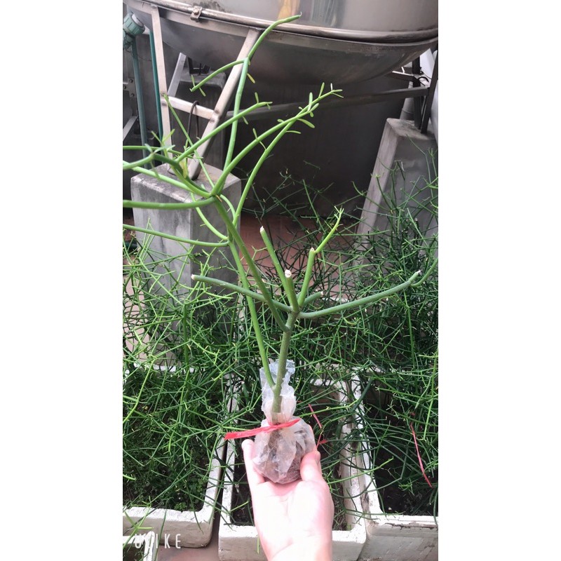 Cây giao - Cây xương cá