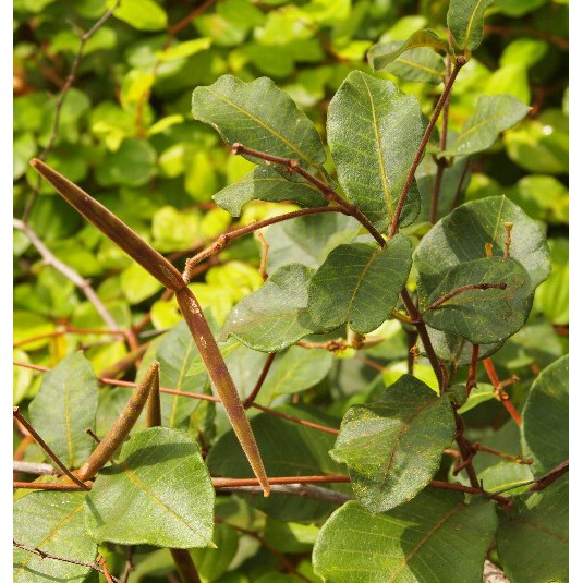 Cây Hà Thủ Ô Trắng