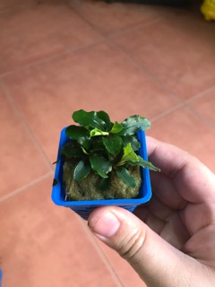 Bucep lá cạn thuỷ sinh