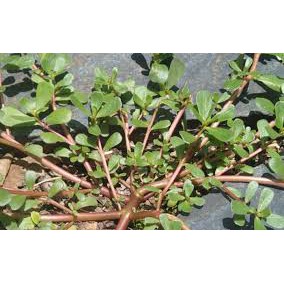 Gói 5 Gram hạt giống rau sam