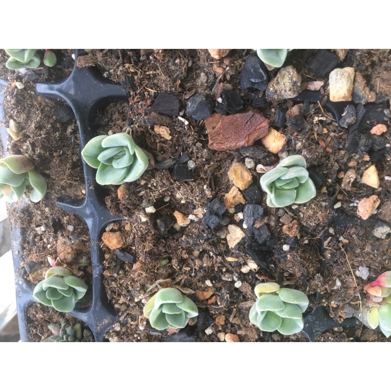 Cây sen đá sen crassula tứ diện