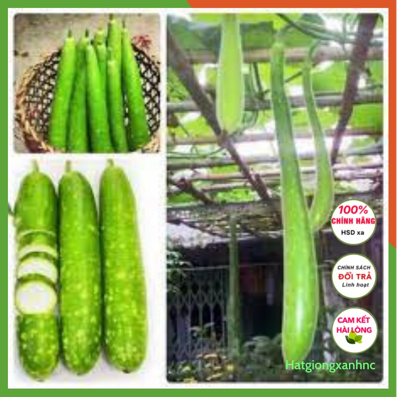 Hạt Giống Bầu Sao Qủa Dài thuộc loại rau củ quả Dễ Trồng Năng Suất Cao