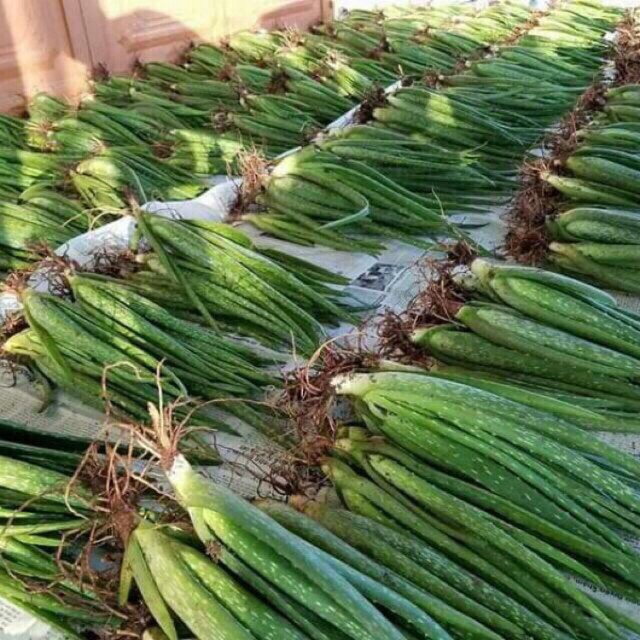 tuan08 Nha đam giống (cây cao 18 đến 20cm) dễ trồng tuan08