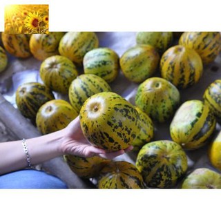 Hạt Giống Dưa Bở Thơm Cao Sản (20 Hạt)