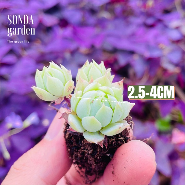 Sen đá dù kim SONDA GARDEN size mini 2.5-4cm, xuất xứ Đà Lạt, khoẻ đẹp, lỗi 1 đổi 1