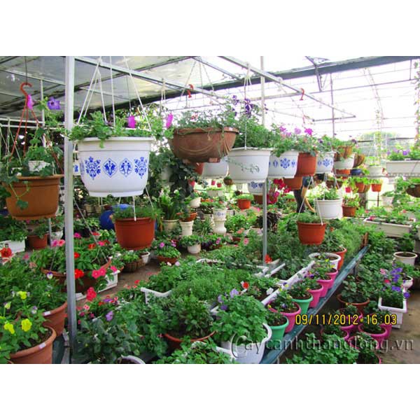 Chế phẩm giúp chăm sóc cây trồng giúp tiêu diệt các loại côn trùng miệng nhai ăn lá hại cây trồng