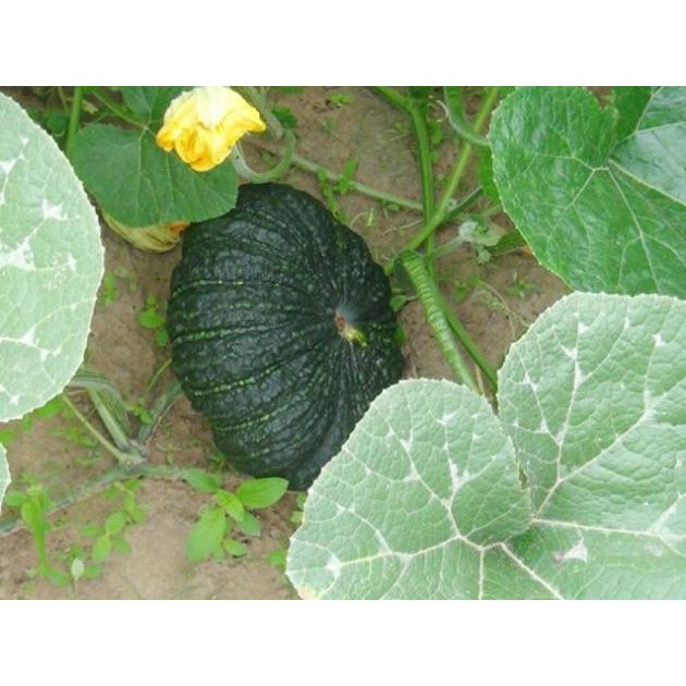 [Big Sale] Hạt giống bí ngô đen ruột vàng Chia Tai