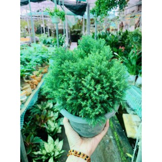 Tùng bồng lai giống mới