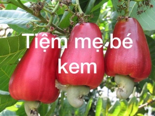 Hạt điều tươi Bình Phước