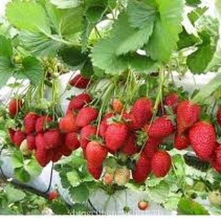 100 HẠT GIỐNG DÂU TÂY ĐỎ