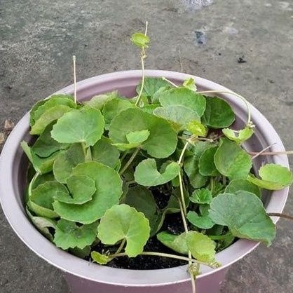 Rau chậu Rau má TACY'S GARDEN 100% sạch