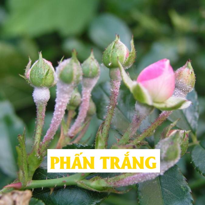 Combo 2 Sản phẩm Phòng và trị bệnh cây: 𝐍𝐈𝐂𝐎𝐓𝐈𝐍 + 𝐎𝐋𝐈𝐆𝐎 100ml - rầy rệp, trĩ ,nhện, đốm đen, thán thư, nấm các loại...