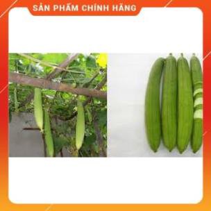 HẠT GIỐNG MƯỚP HƯƠNG 7 LÀ F1 GÓI 5 GRAM