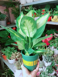 Cây Vạn Niên Thanh 30-40cm