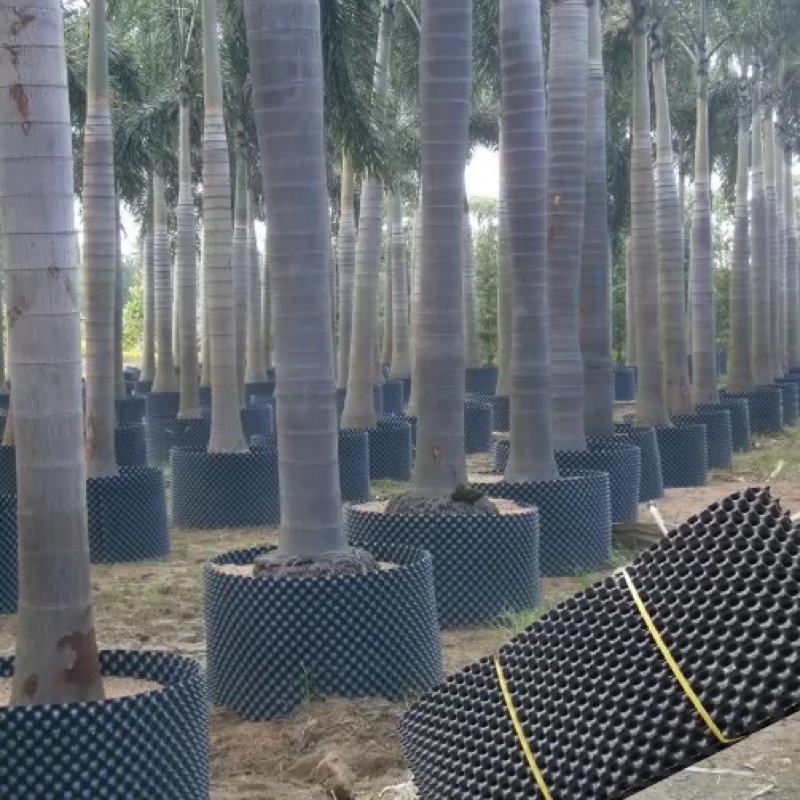 50m bầu v6 cao 50cm dày 0,7mm ( bầu  quây cây công  trình, lưới quây cây,chậu trồng cây)