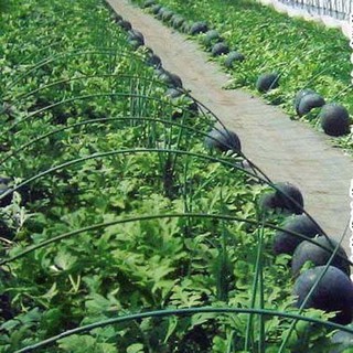 Hạt giống dưa hấu Thái Lan lon 15gam