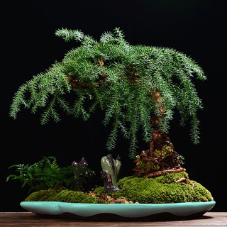 Chậu Cây Bonsai Bằng Gốm Hình Oval Cỡ Lớn Trang Trí Sân Vườn