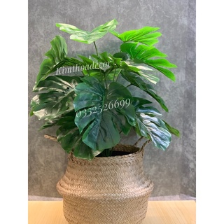 Cây lá rùa phong thủy cao 60 cm decor siêu xinh