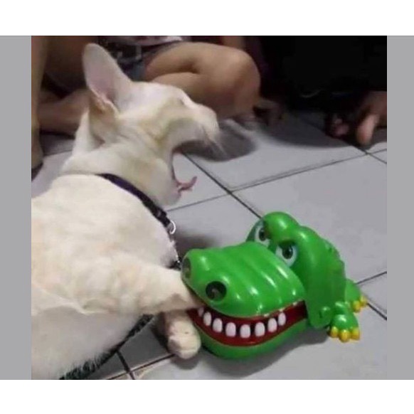 [HCM]  Đồ chơi xả stress cho thú cưng và bạn - Thử vận may khám răng cá sấu cắn tay siêu vui