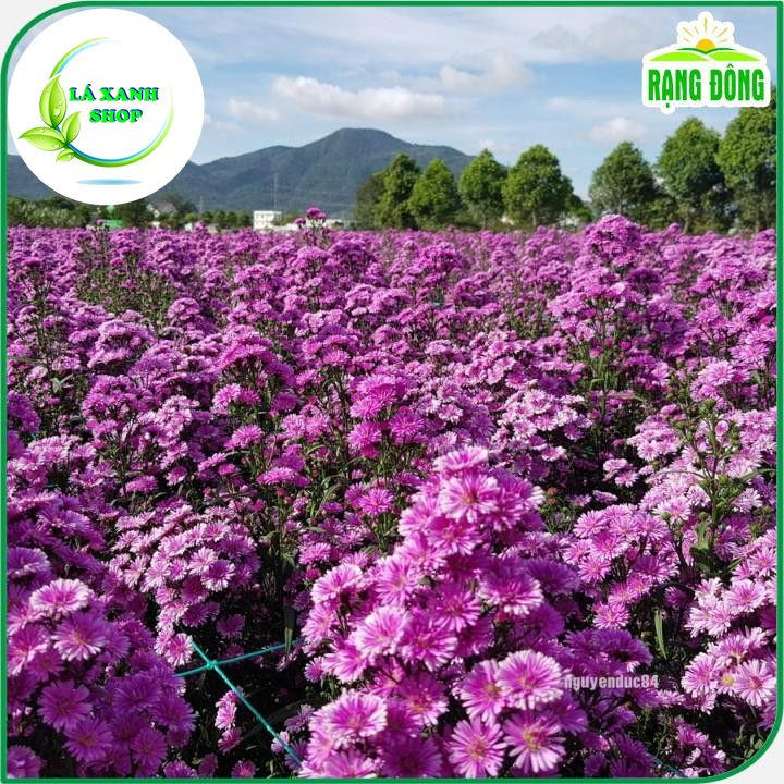 Hạt giống Hoa Thạch Thảo Tím Dễ Chăm Sóc, Hoa Nhiều, Trồng Quanh Năm (gói 0,2 gram) - Hạt giống Rạng Đông