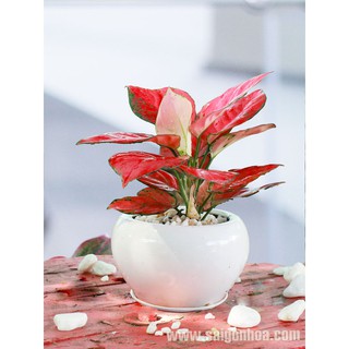 Cây Hồng Phát Lộc Để Bàn