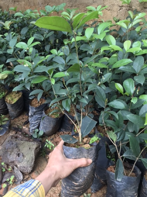 Cây mộc hương cao 25-30 cm bầu to cây nhu hình 2