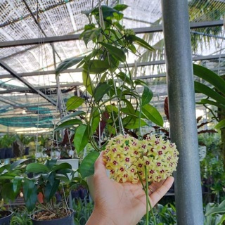 Cẩm cù vàng chanh và cẩm cù sao biển