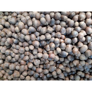 HẠT DẺ SỐNG (HẠT DẺ RỪNG) 1KG