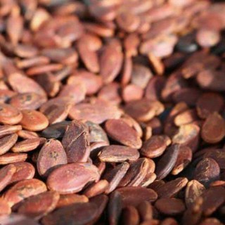 HẠT DƯA NHỎ KHÔNG MÀU.