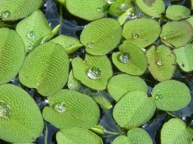 Cây Bèo Tay Chuột - (Bèo Ong) 15 cây một phần