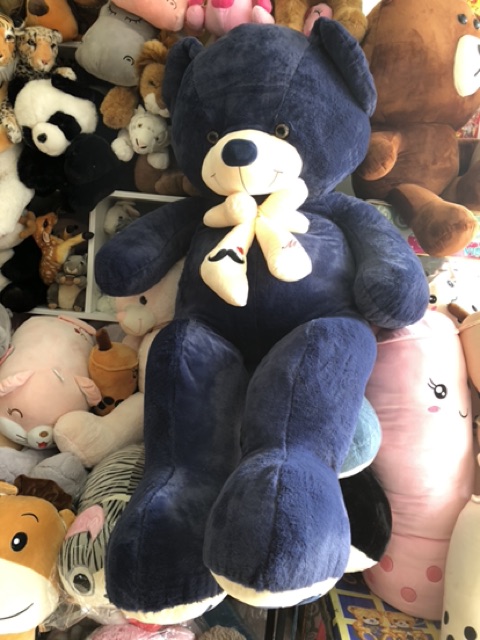 Gấu teddy lông xanh 1m8