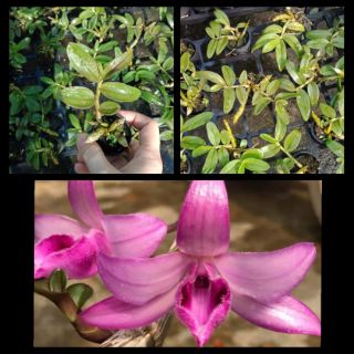 Phi điệp tím (giả hạc) gieo hạc