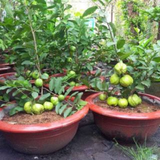 Combo cây giống cóc ,ổi