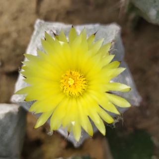 Xương rồng astro trắng