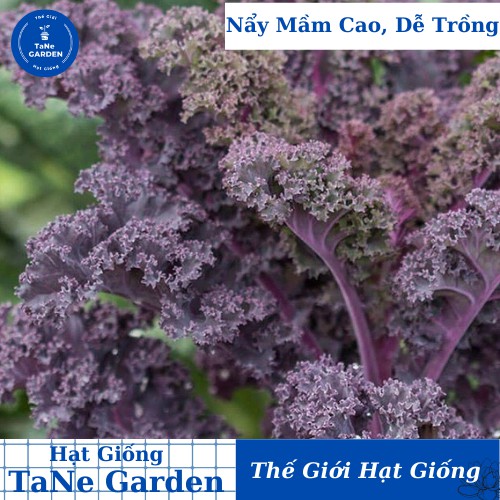 100h Hạt Giống Cải Xoăn Đỏ Xoăn Scarlet - TaNe Garden