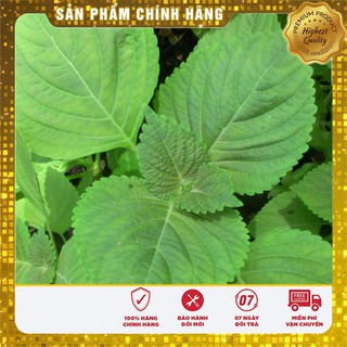 Hạt giống là vừng ( lá mè) Hàn Quốc 0.5 gram 10-20 Hạt