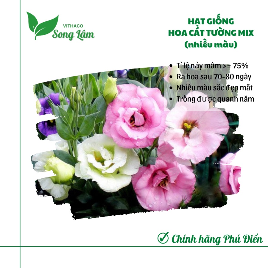 Hạt giống Hoa Cát Tường mix nhiều màu gói 5 hạt