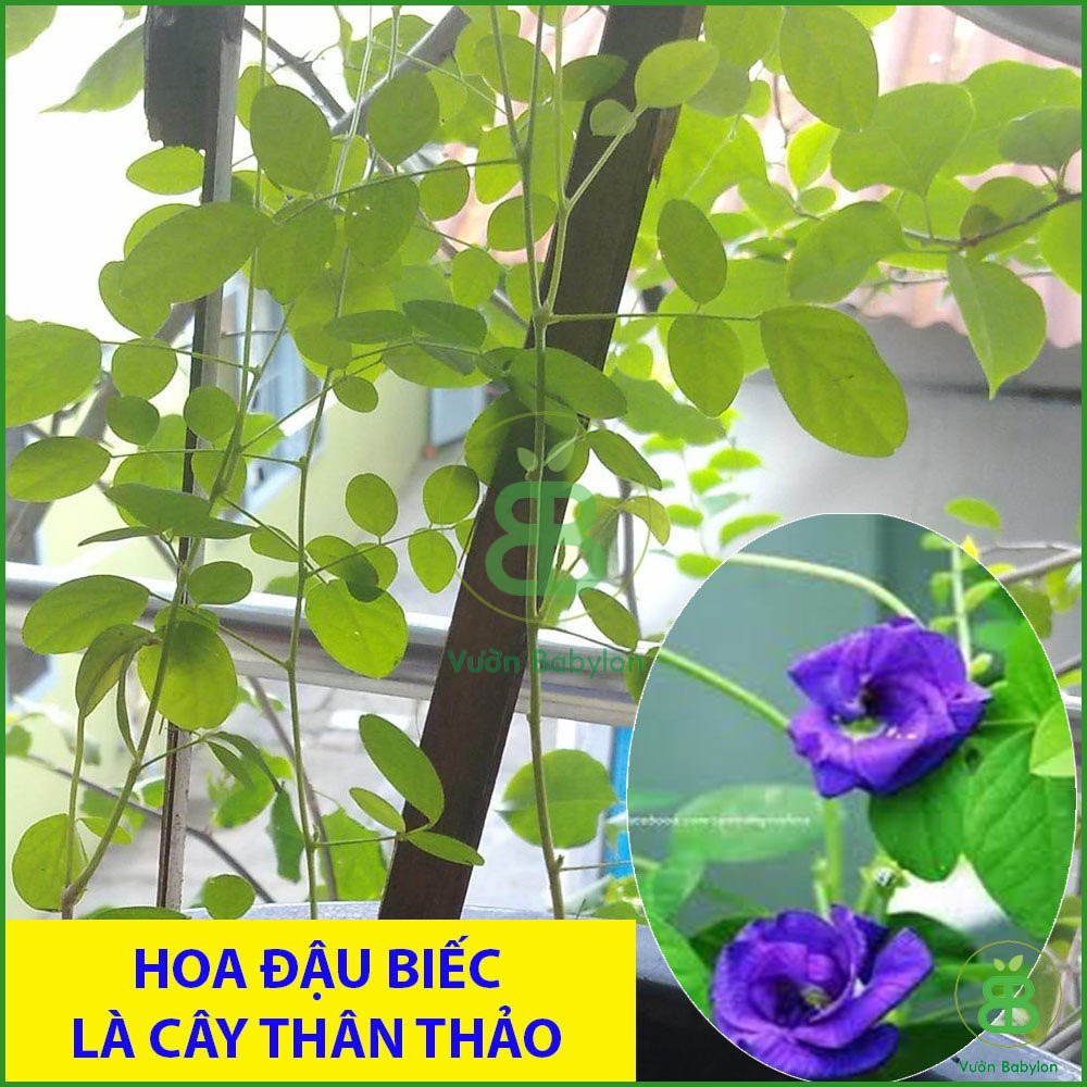 Hạt Giống Hoa Đậu Biếc (KÉP) 20 Hạt Hoa Nhiều, Dễ Trồng