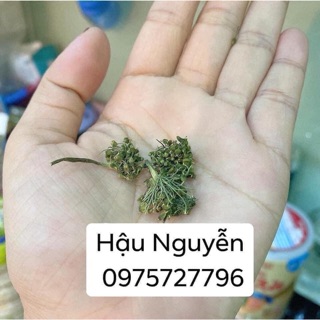 HOA SÂM HÀN QUỐC
