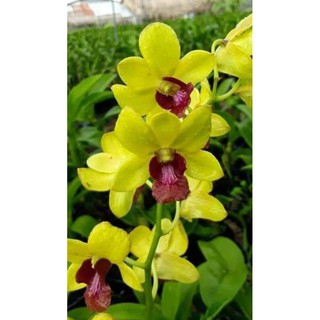 Denro vàng lưỡi đỏ cây trưởng thành sắp hoa