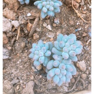 Combo sen đá sỏi hồng + ngón tay hồng