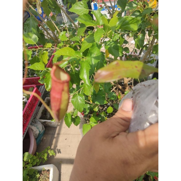 Cây nắp ấm dag chùm hạt y hình chụp.  vs ấm y hình dòng ấm sọc