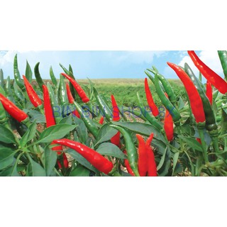 HẠT GIỐNG ỚT CHỈ THIÊN (30 hạt)