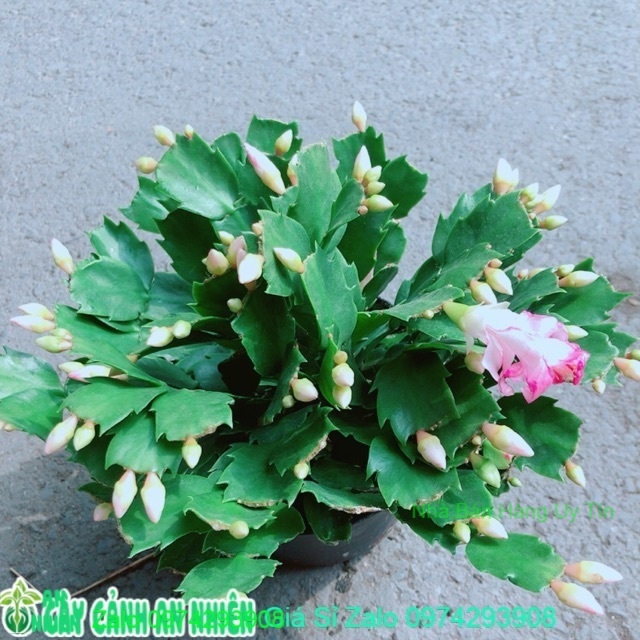 Chậu Tiểu Quỳnh (Càng Cua)