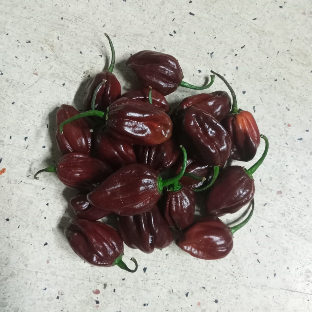 Combo 10 Hạt Giống Ớt Habanero
