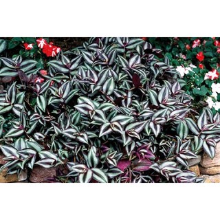 combo 10 cây thài lài tía